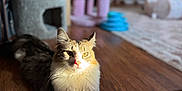 Prada joined the competition — help win amazing prizes! cat, indoor, wooden_floor, sunlight, feline, pets, relaxing, fluffy, white_fur, tabby, stretching, animal, home, cozy, cat_tree, toys, pet_toys, calm, portrait, domestic