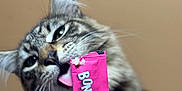 Dior joined the competition — help win amazing prizes! animal, background, cat, closeup, cute, expression, face, food, fur, indoor, licking, packet, pet, pink, playful, snack, tabby, tongue, treat, whiskers