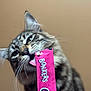 animal, background, cat, closeup, cute, expression, face, food, fur, indoor, licking, packet, pet, pink, playful, snack, tabby, tongue, treat, whiskers