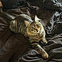 Dior is registered to the contest to win money with this photo: animal, bed, blanket, cat, curious, cute, domestic, eyes, feline, fur, indoor, laying, mammal, paw, pet, relaxed, soft, striped, tabby, whiskers