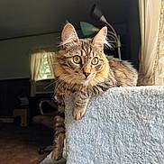 Dior joined the competition — help win amazing prizes! animal, cat, cat_tree, cozy, curtains, feline, focus, fur, green_eyes, home_interior, indoor, lamp, lounging, natural_light, pet, relaxed, soft_furniture, tabby, whiskers, window