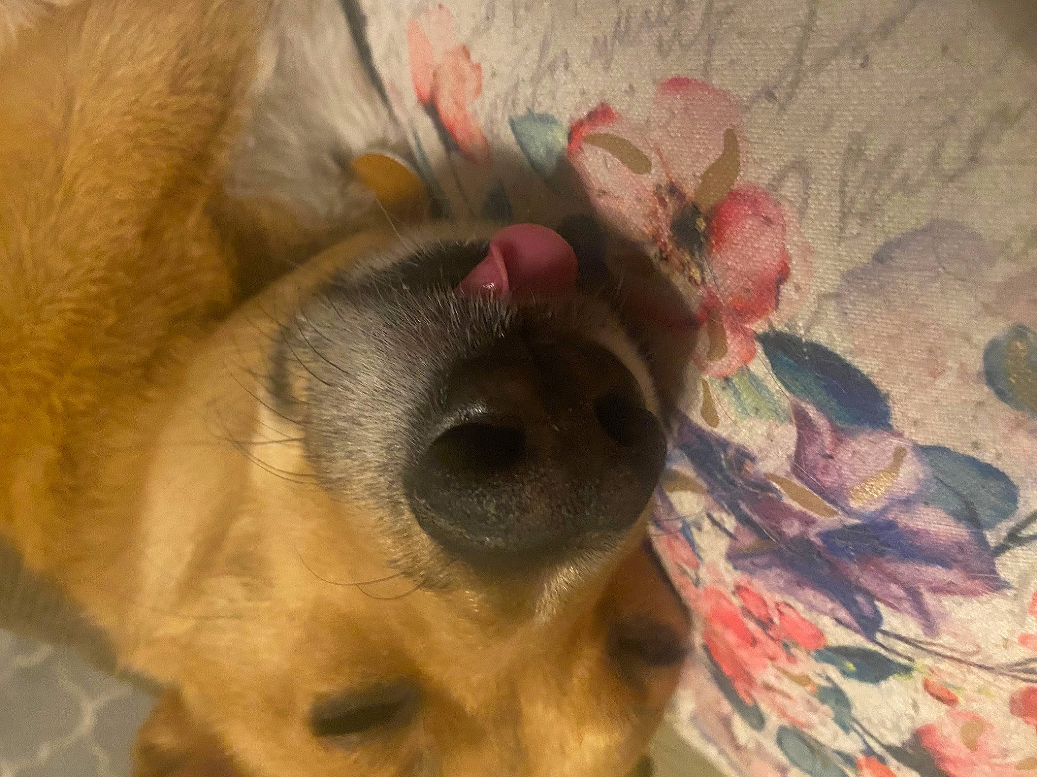 Josie is registered to the contest to win money with this photo: canidae, carnivore, comfort, companion_dog, couch, dog, dog_breed, ear, fawn, fur, liver, nose, paw, puppy, snout, sporting_group, terrestrial_animal, toy_dog, whiskers, working_animal