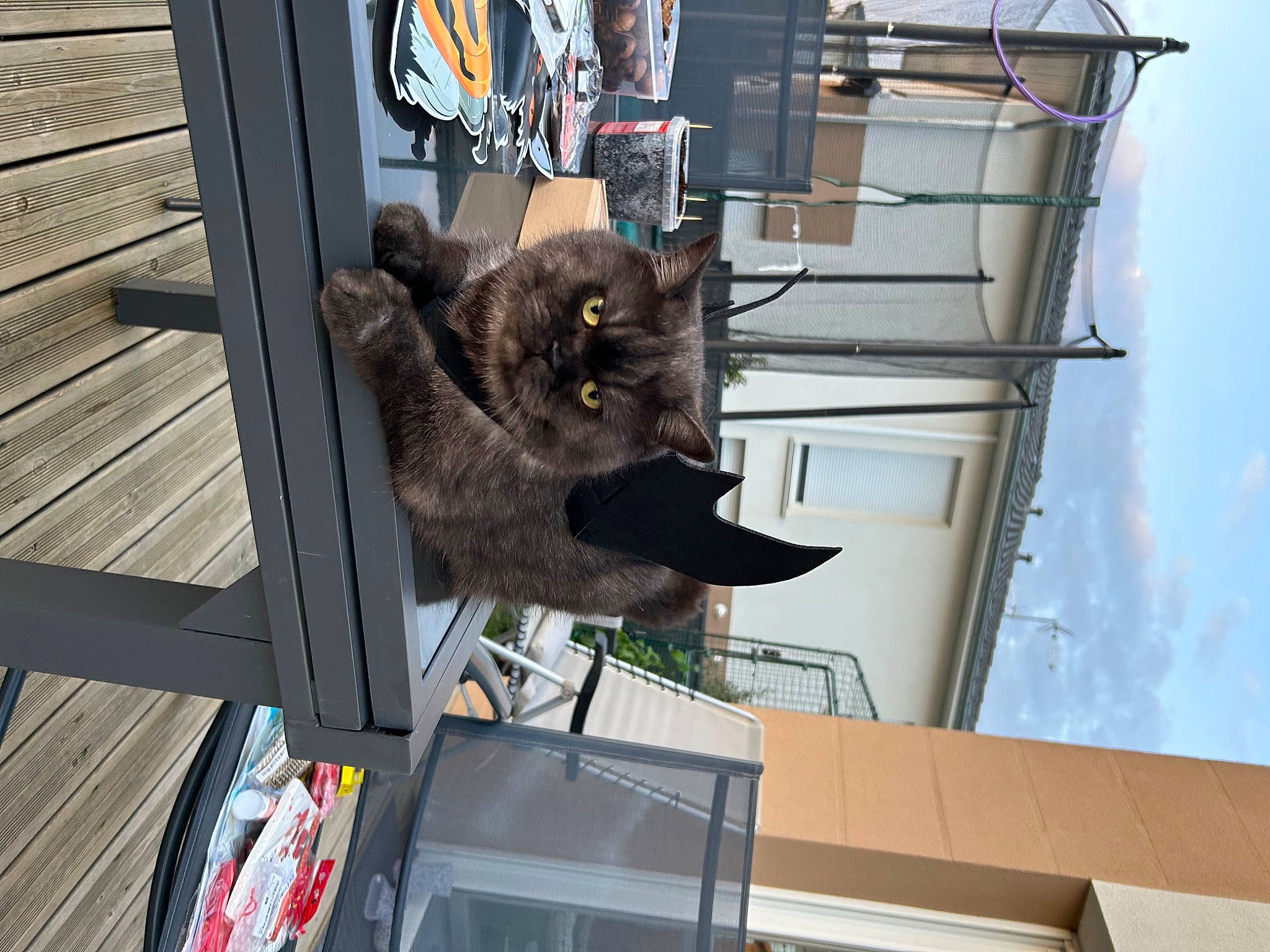 Nounouche a rejoint le concours — aidez-le/la à gagner de superbes lots ! black_cat, bombay, carnivore, cat, cloud, domestic_short_haired_cat, door, felidae, flowerpot, fur, metal, plant, russian_blue, sky, small_to_medium_sized_cats, snout, tail, whiskers, wood