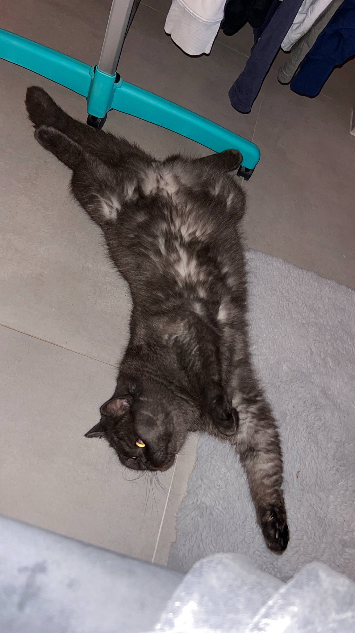 Nounouche a rejoint le concours — aidez-le/la à gagner de superbes lots ! black_cat, carnivore, cat, claw, comfort, dog_breed, domestic_short_haired_cat, felidae, floor, flooring, fur, gesture, grey, hardwood, paw, small_to_medium_sized_cats, tail, whiskers