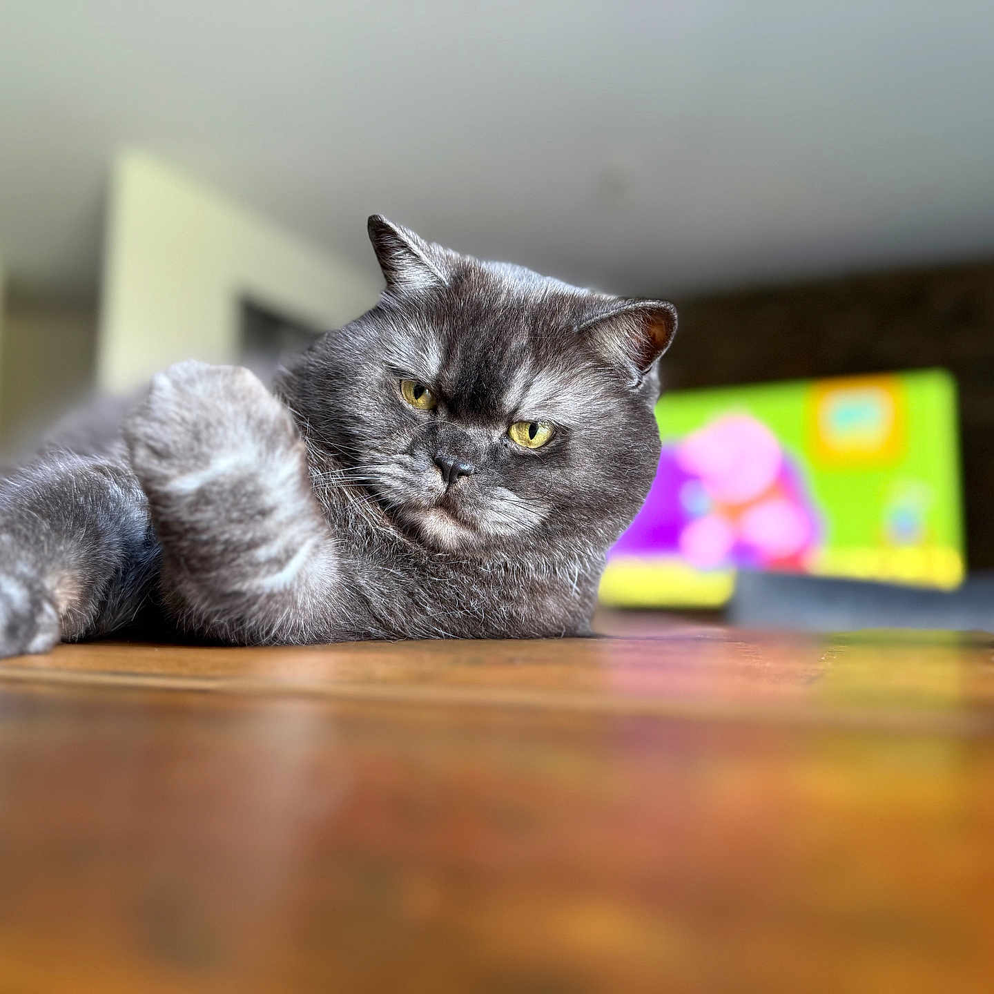 Nounouche a rejoint le concours — aidez-le/la à gagner de superbes lots ! abyssinian, animal, blackcat, cat, computer, electronics, furniture, hardwood, indoors, interiordesign, kitten, laptop, manx, pc, pet, plywood, shelf, wood