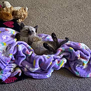 Widow Blueberry is registered to the contest to win money with this photo: kitten, cat, animal, pet, fluffy, sleepy, lying_down, back, raised_paws, blue_eyes, pointed_ears, blanket, purple_blanket, plush_toy, carpet, indoors, cozy, playful, relaxed, portrait