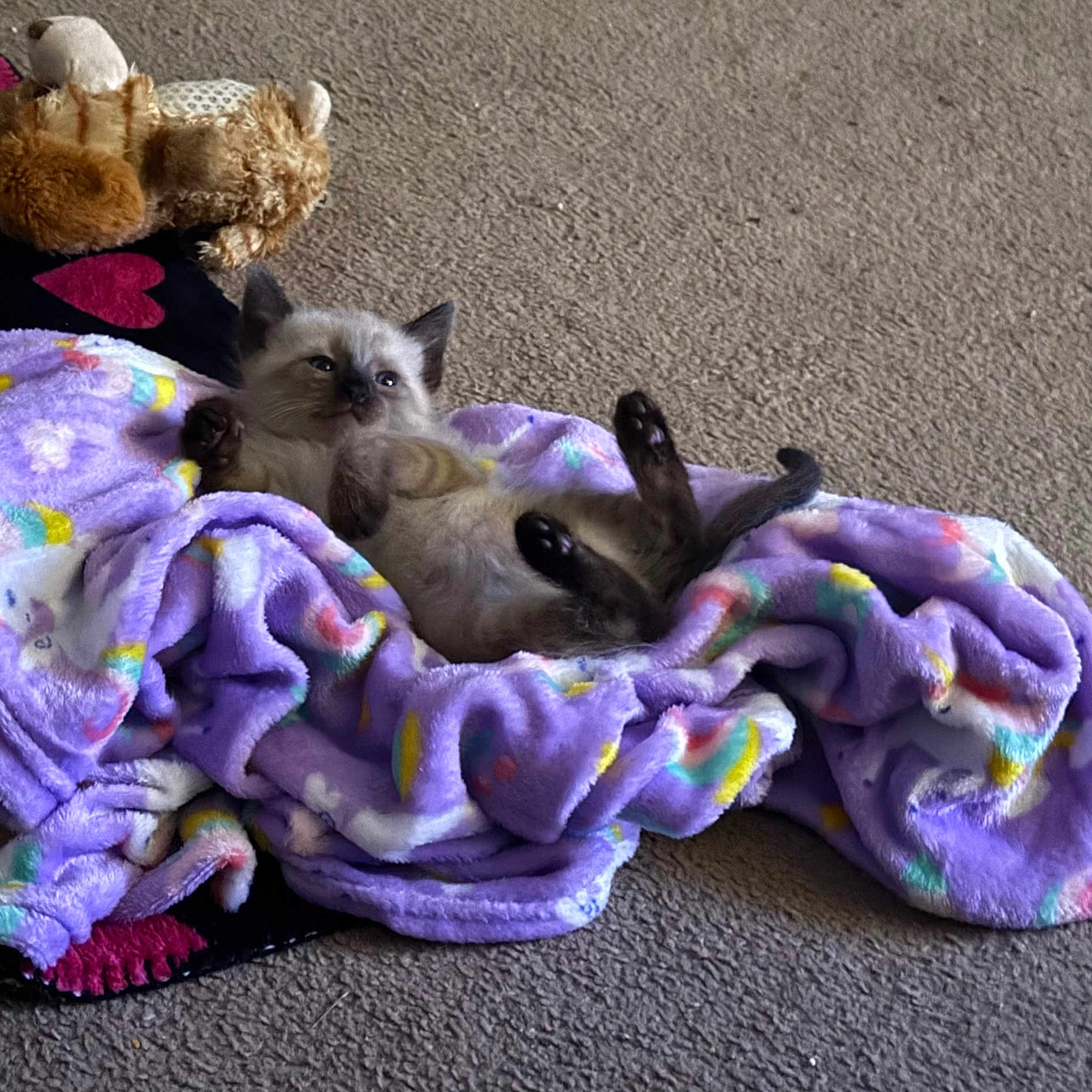 Widow Blueberry is registered to the contest to win money with this photo: kitten, cat, animal, pet, fluffy, sleepy, lying_down, back, raised_paws, blue_eyes, pointed_ears, blanket, purple_blanket, plush_toy, carpet, indoors, cozy, playful, relaxed, portrait