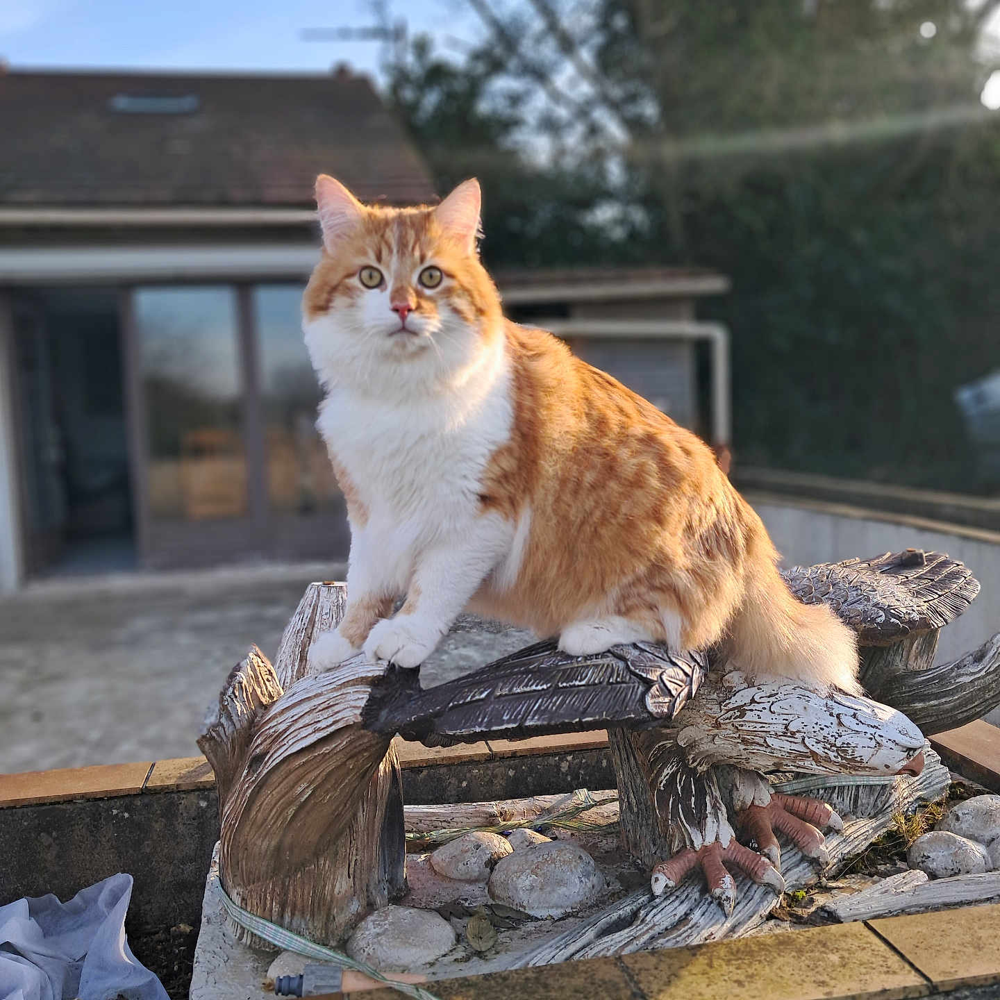 Simba