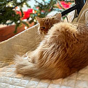 Winnie is registered to the contest to win money with this photo: cat, ginger_cat, long_fur, pet, christmas_tree, bokeh, cozy, blanket, indoor, curled_up, tail, ear, whiskers, relaxed, feline, fur, soft_light, home, festive, portrait