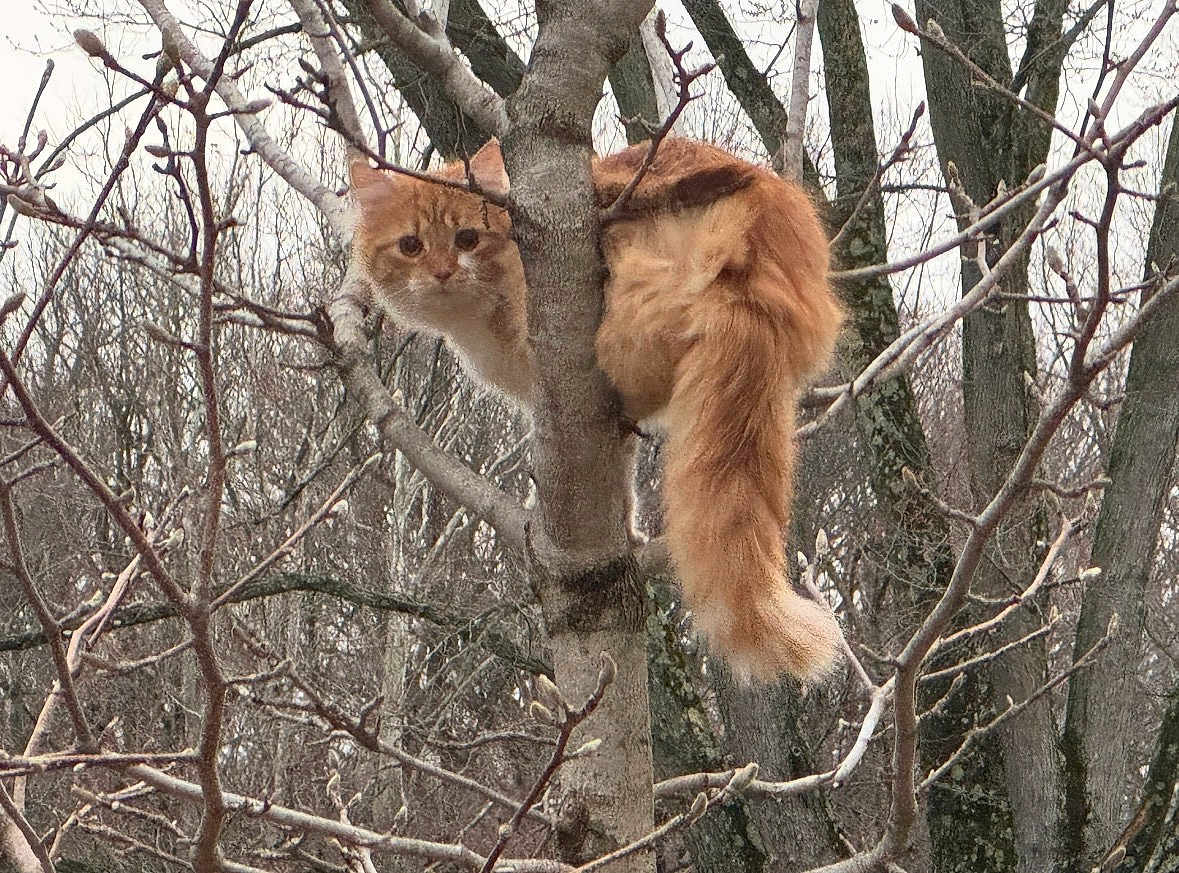 Winnie joined the competition — help win amazing prizes! cat, orange_cat, animal, tree, branches, forest, outdoors, perched, fluffy_tail, ginger_fur, curious, wildlife, nature, bark, winter, frozen_branches, whiskers, face, climbing, camouflage