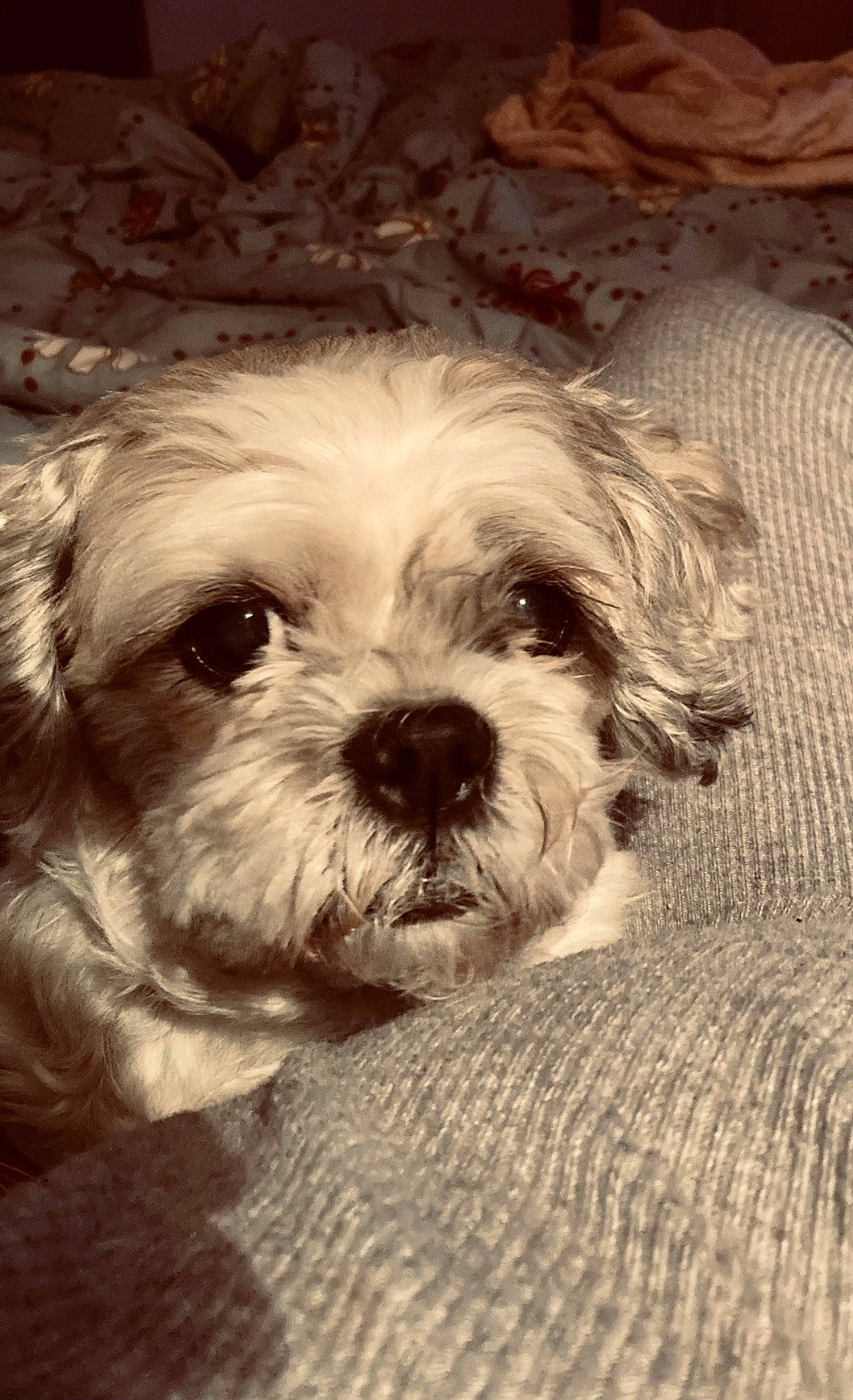 Flora a rejoint le concours — aidez-le/la à gagner de superbes lots ! canidae, carnivore, comfort, companion_dog, dog, dog_breed, fur, liver, poodle_crossbreed, puppy_love, shih_poo, shih_tzu, small_terrier, snout, sporting_group, terrestrial_animal, terrier, toy_dog, whiskers, working_animal