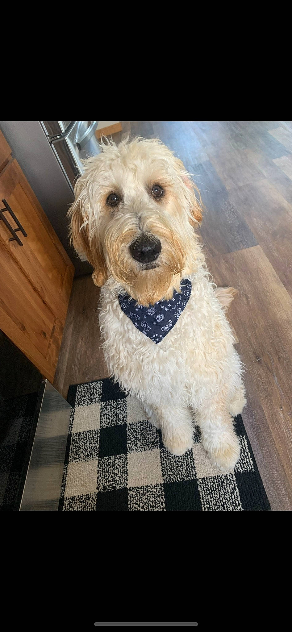 Laker is registered to the contest to win money with this photo: canidae, carnivore, companion_dog, dog, dog_breed, dog_collar, dog_supply, flooring, fur, hardwood, labradoodle, poodle, small_terrier, snout, sporting_group, terrier, toy_dog, water_dog, wood, working_animal
