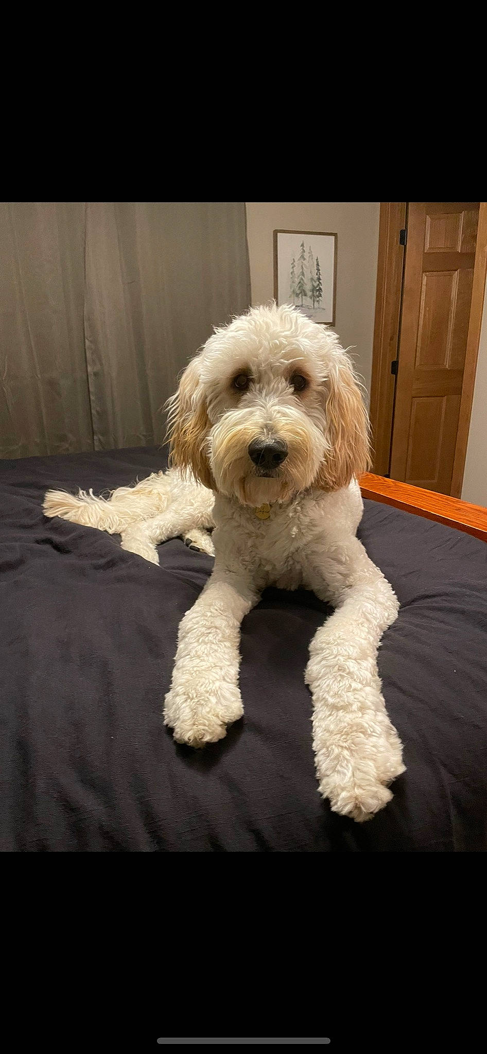 Laker joined the competition — help win amazing prizes! canidae, carnivore, companion_dog, dog, dog_breed, door, fur, labradoodle, maltepoo, non_sporting_group, poodle, poodle_crossbreed, puppy, small_terrier, snout, sporting_group, terrier, toy_dog, water_dog, wood