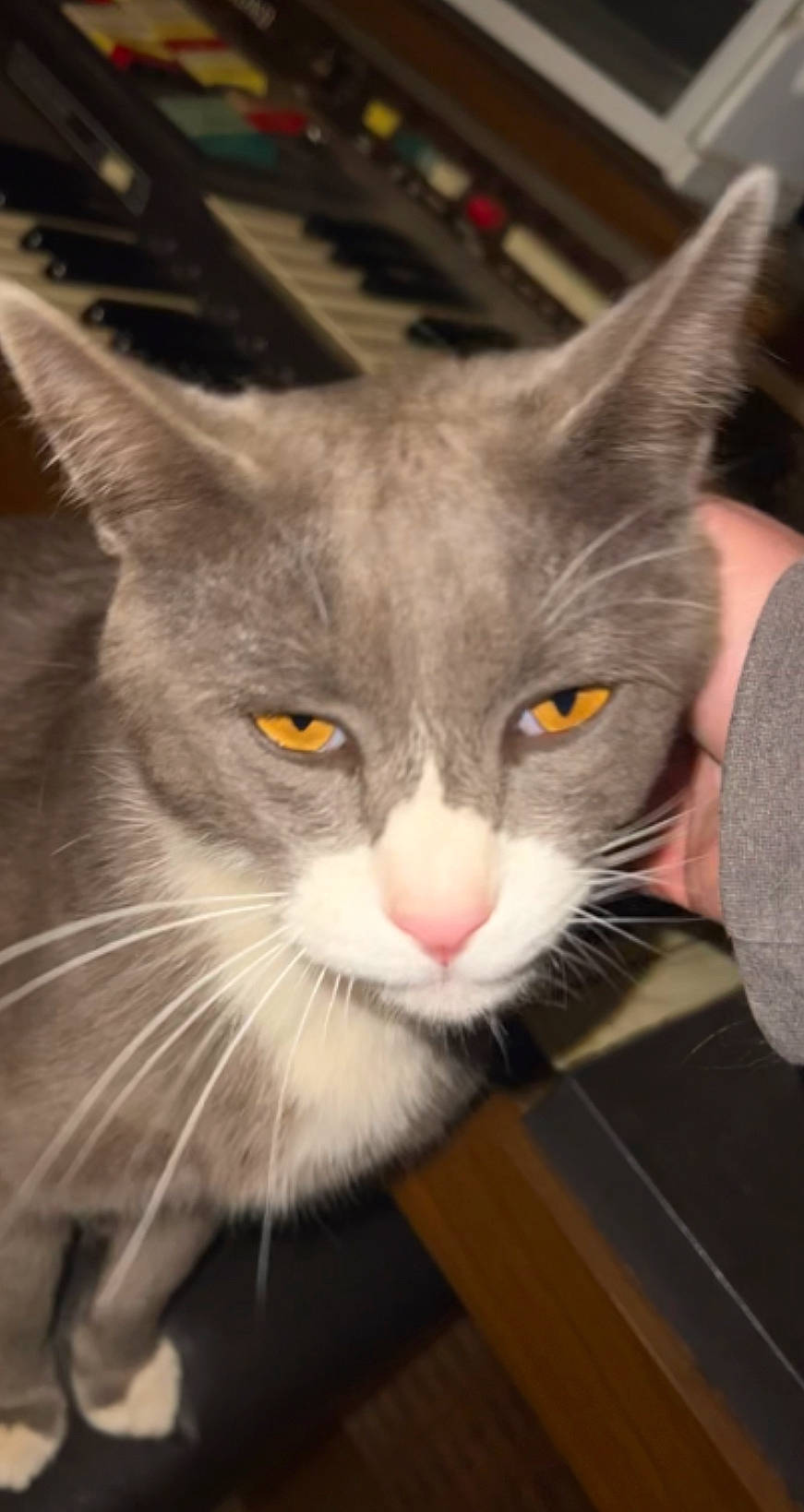 Mittens joined the competition — help win amazing prizes! box, carnivore, cat, curious, domestic_short_haired_cat, ear, eye, fang, felidae, fur, grey, iris, small_to_medium_sized_cats, snout, whiskers