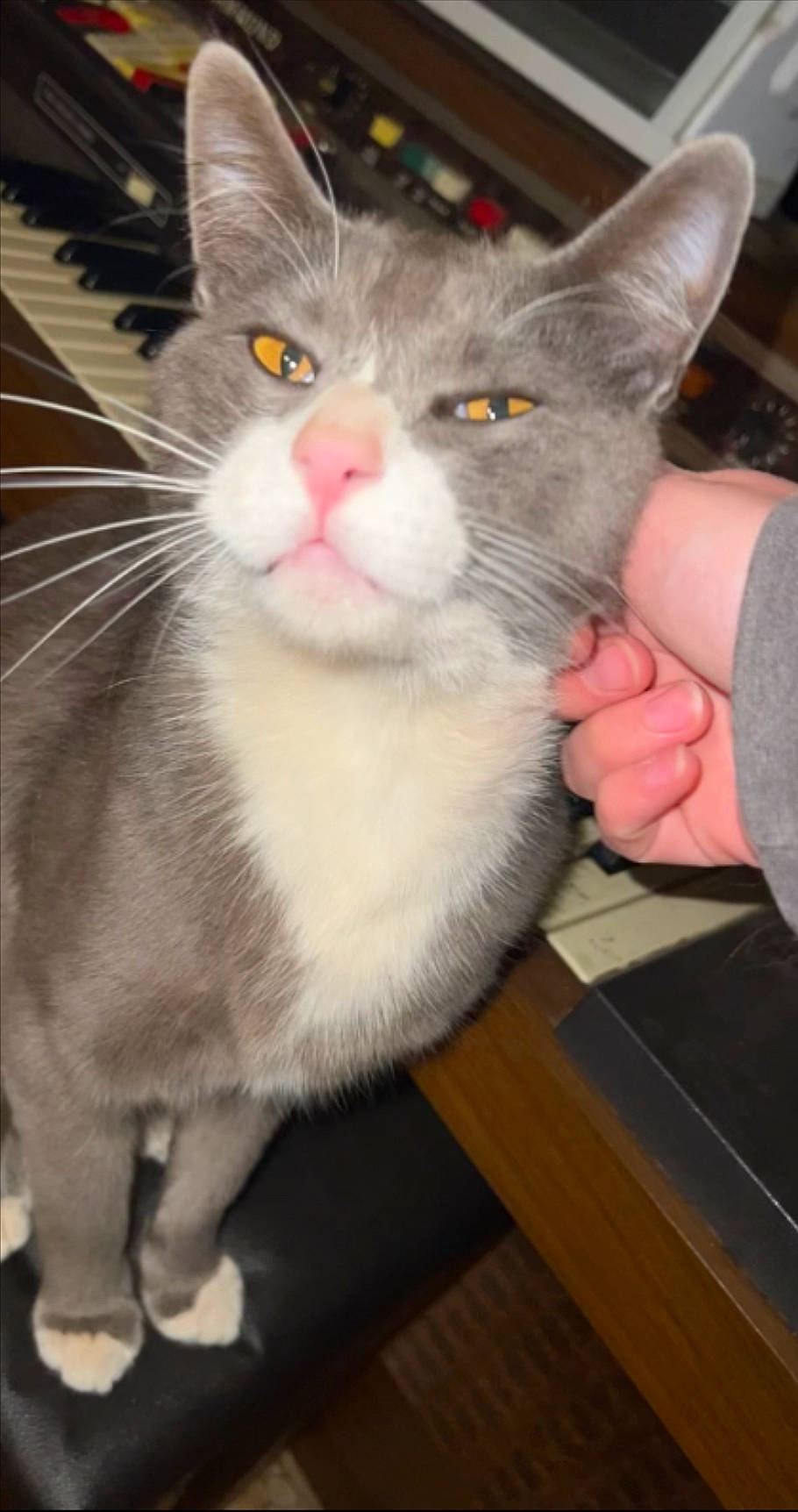 Mittens joined the competition — help win amazing prizes! box, carnivore, cat, claw, domestic_short_haired_cat, ear, felidae, fur, hardwood, head, paw, small_to_medium_sized_cats, snout, whiskers, window