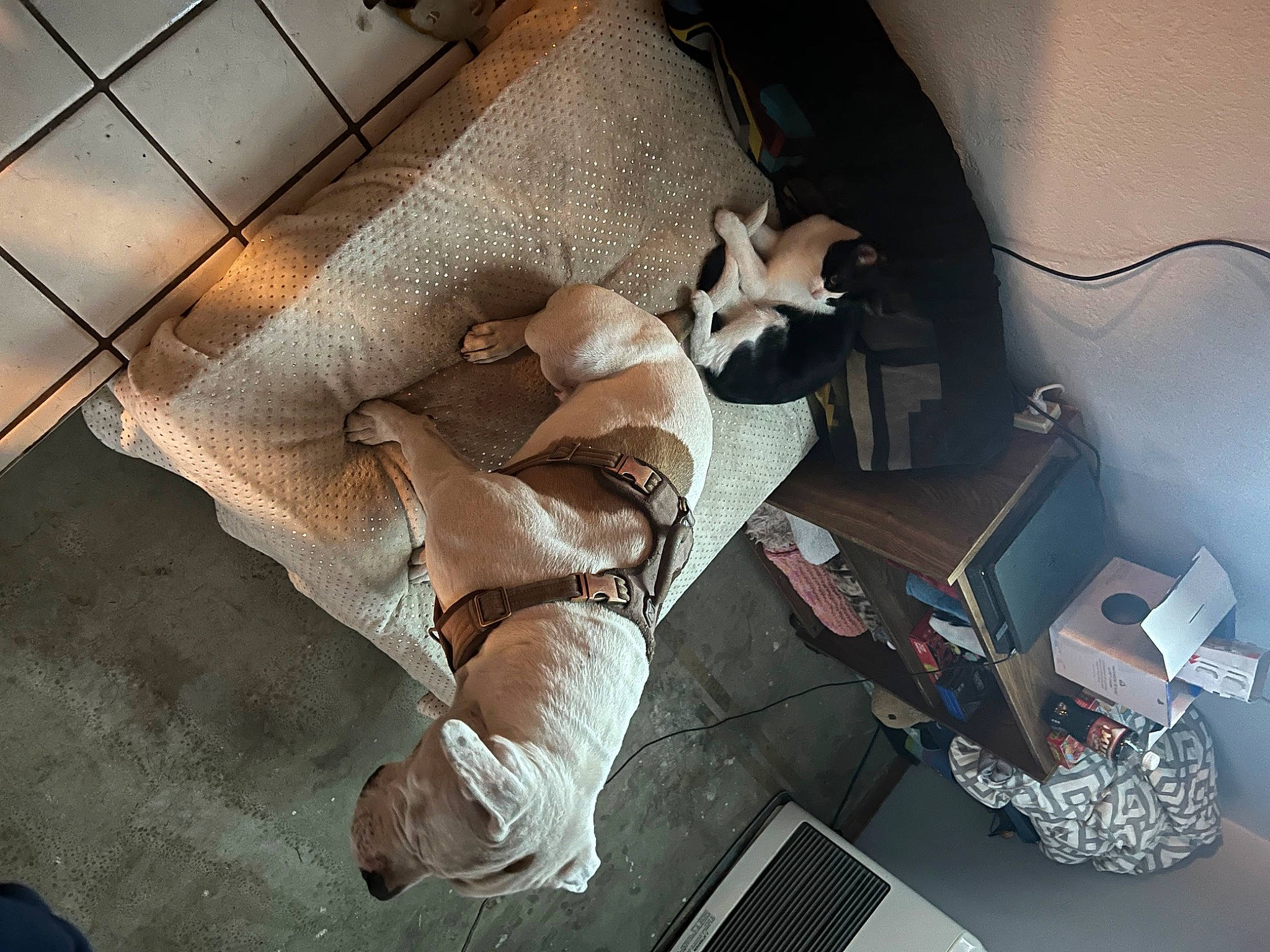 Diamond joined the competition — help win amazing prizes! automotive_design, bedding, ceiling, comfort, companion_dog, couch, fawn, floor, flooring, fur, hardwood, human_leg, linens, living_room, room, shadow, thigh, wood