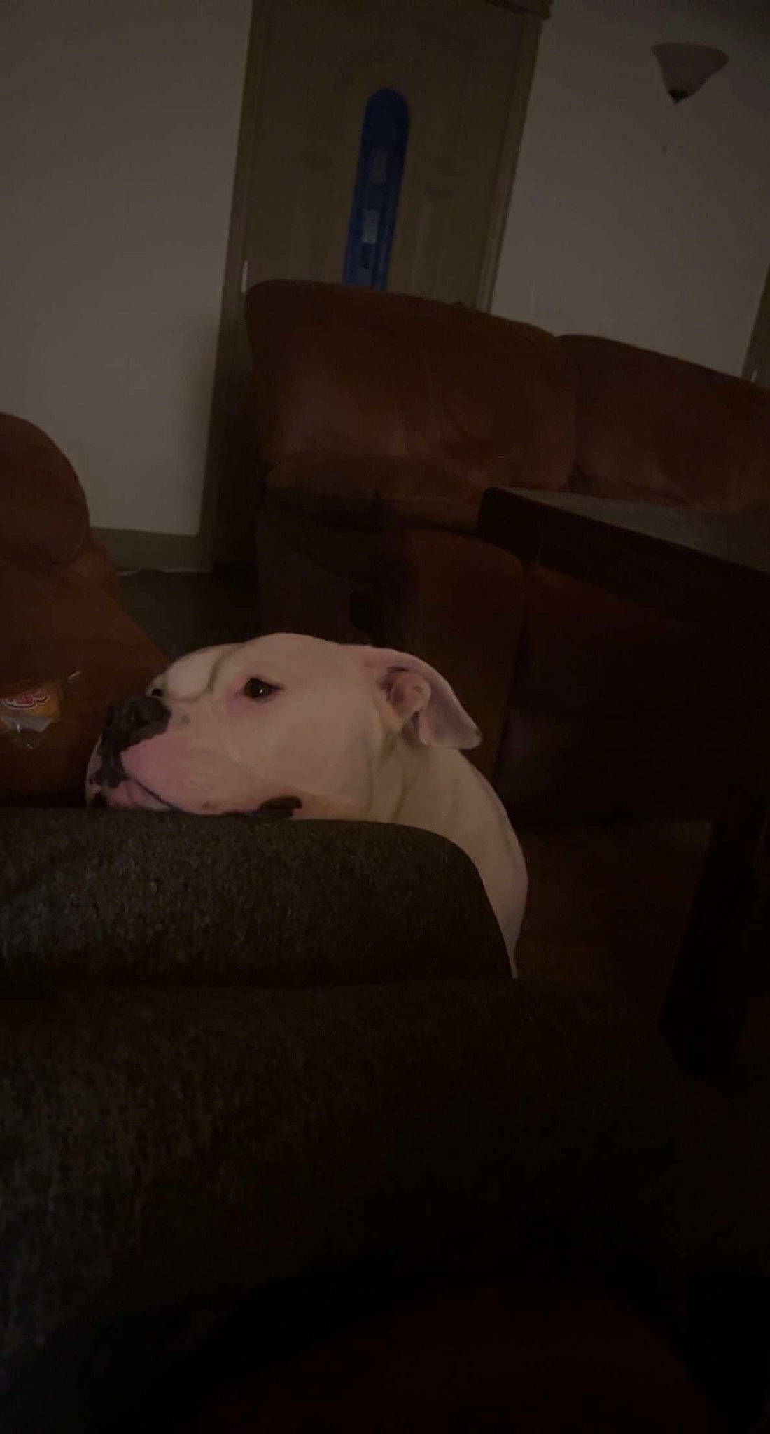 Diamond is registered to the contest to win money with this photo: carnivore, comfort, companion_dog, couch, curtain, darkness, dog, dog_breed, flooring, guard_dog, hardwood, non_sporting_group, room, sporting_group, tail, tints_and_shades, whiskers, wood, working_animal