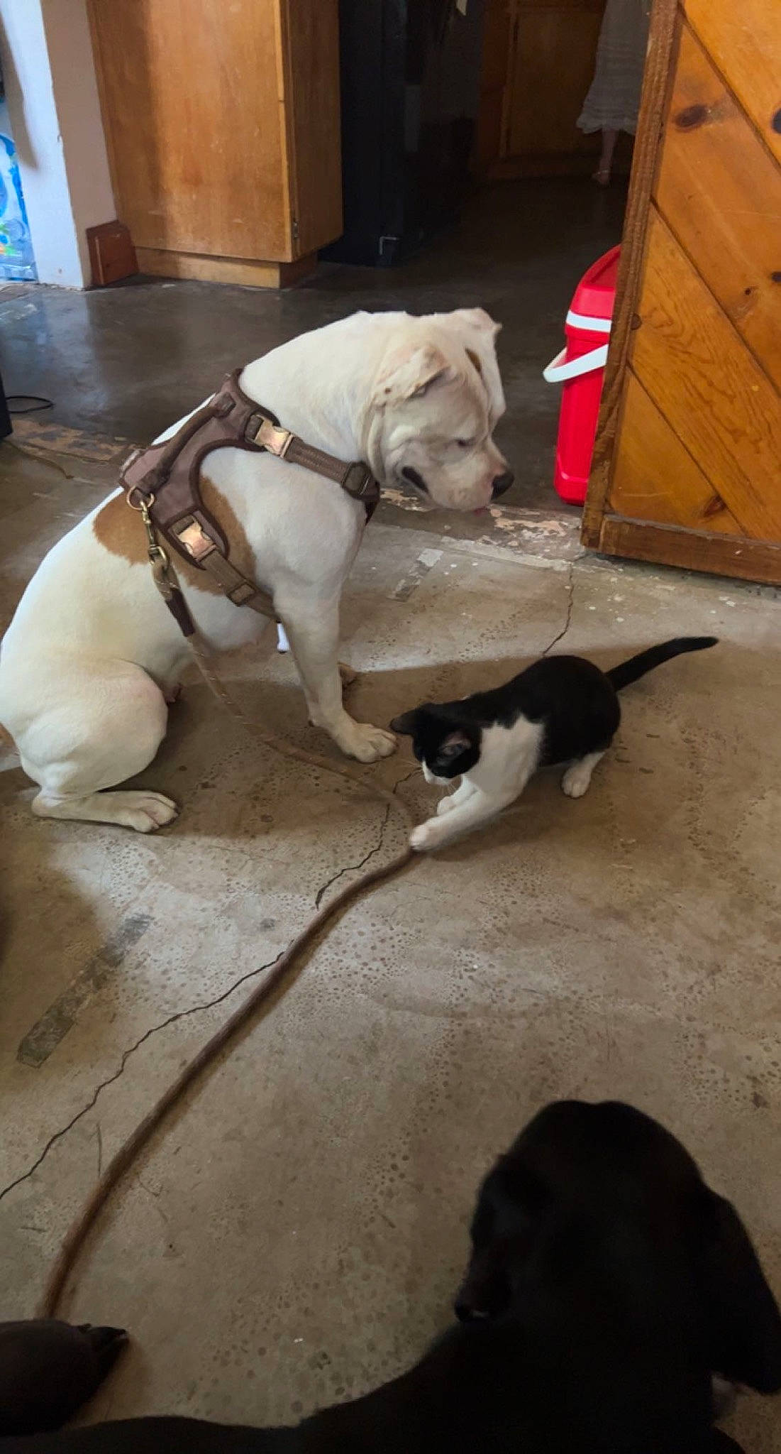 Diamond is registered to the contest to win money with this photo: carnivore, collar, comfort, companion_dog, dog, dog_breed, dog_collar, dog_supply, fawn, flooring, hardwood, leash, mammal, pet_supply, tail, terrestrial_animal, toy_dog, vertebrate, wood, working_animal