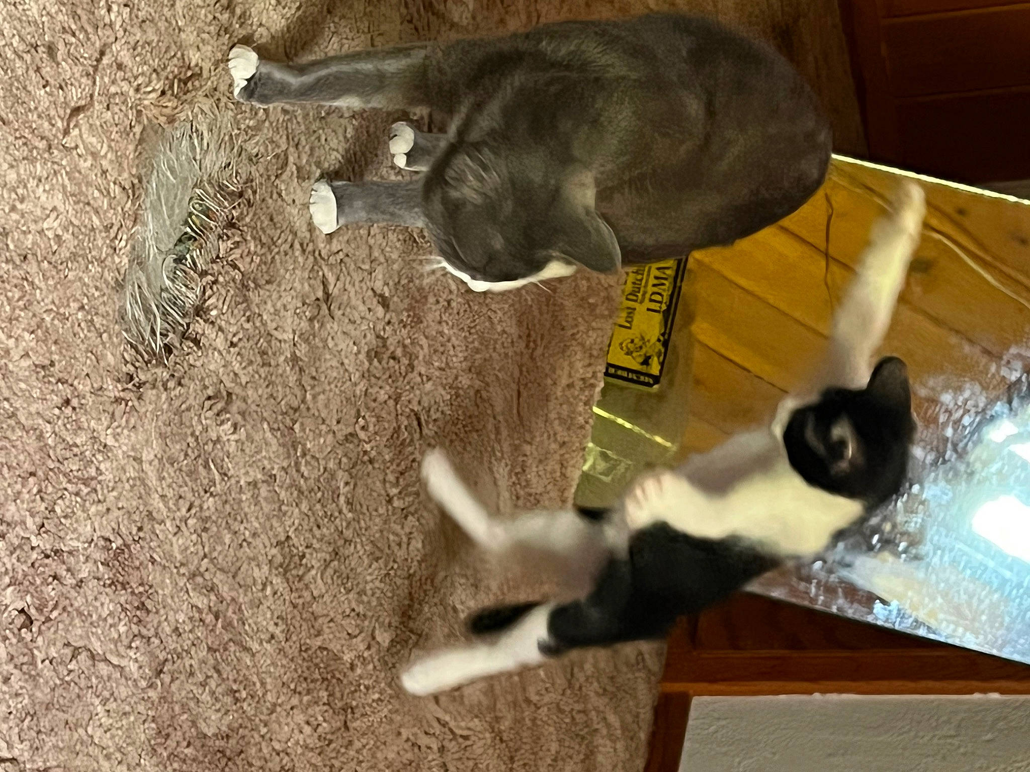 Richard joined the competition — help win amazing prizes! canidae, carnivore, cat, dog_breed, felidae, fur, mammal, paw, pet_supply, shadow, small_to_medium_sized_cats, soil, sporting_group, tail, terrestrial_animal, whiskers, window, wood