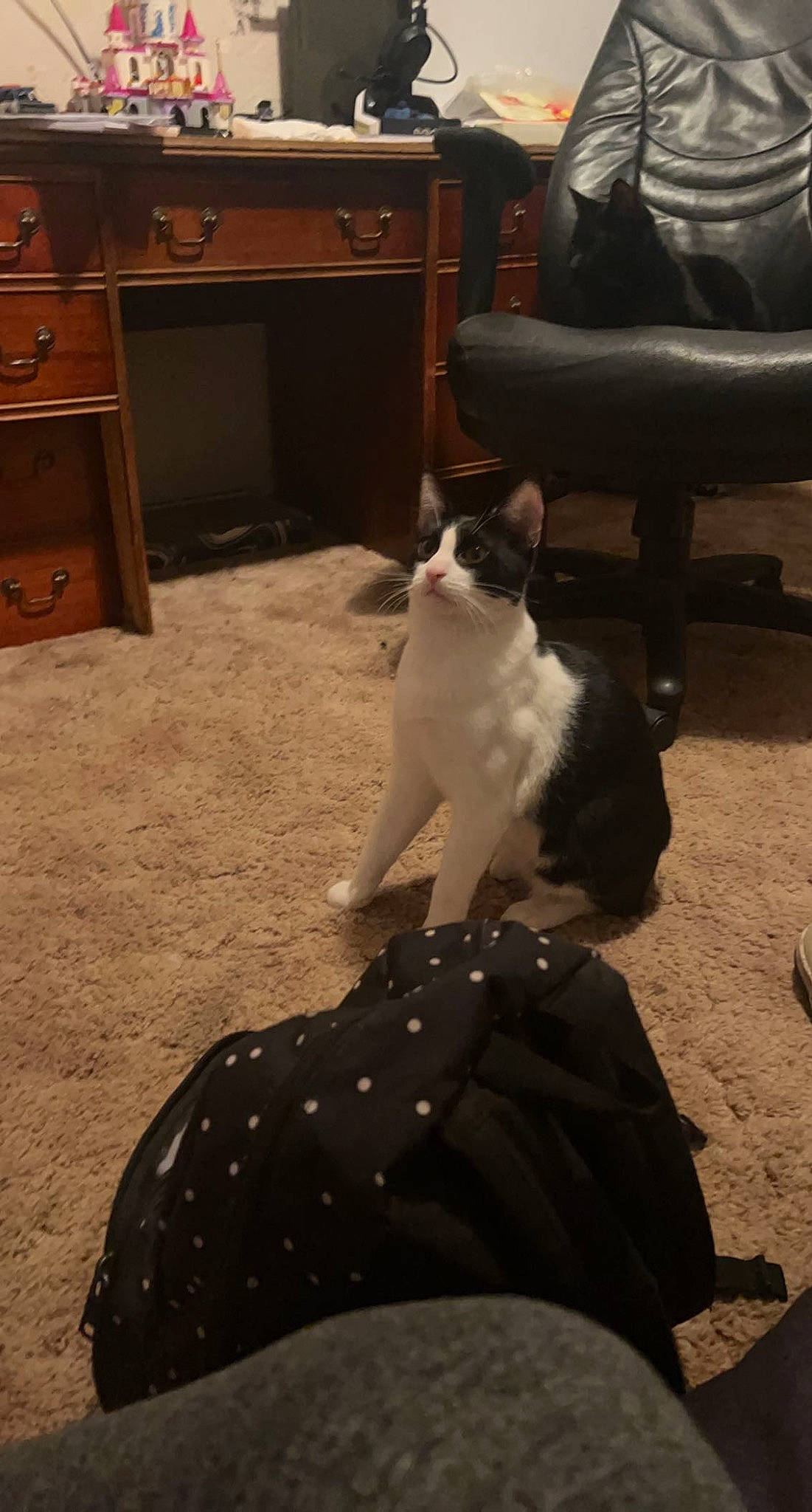 Richard joined the competition — help win amazing prizes! black, cabinetry, carnivore, cat, chest_of_drawers, comfort, companion_dog, drawer, dresser, felidae, flooring, hardwood, home_appliance, lighting, living_room, mammal, small_to_medium_sized_cats, tail, whiskers, wood