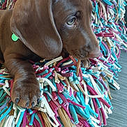 Scott participe au concours pour gagner de l'argent avec cette photo : puppy, dog, brown_dog, close_up, chewing, stick, colorful_rug, textured_rug, soft_fur, pet, animal, indoors, floor, curious, young_dog, paw, snout, ears, resting, cute