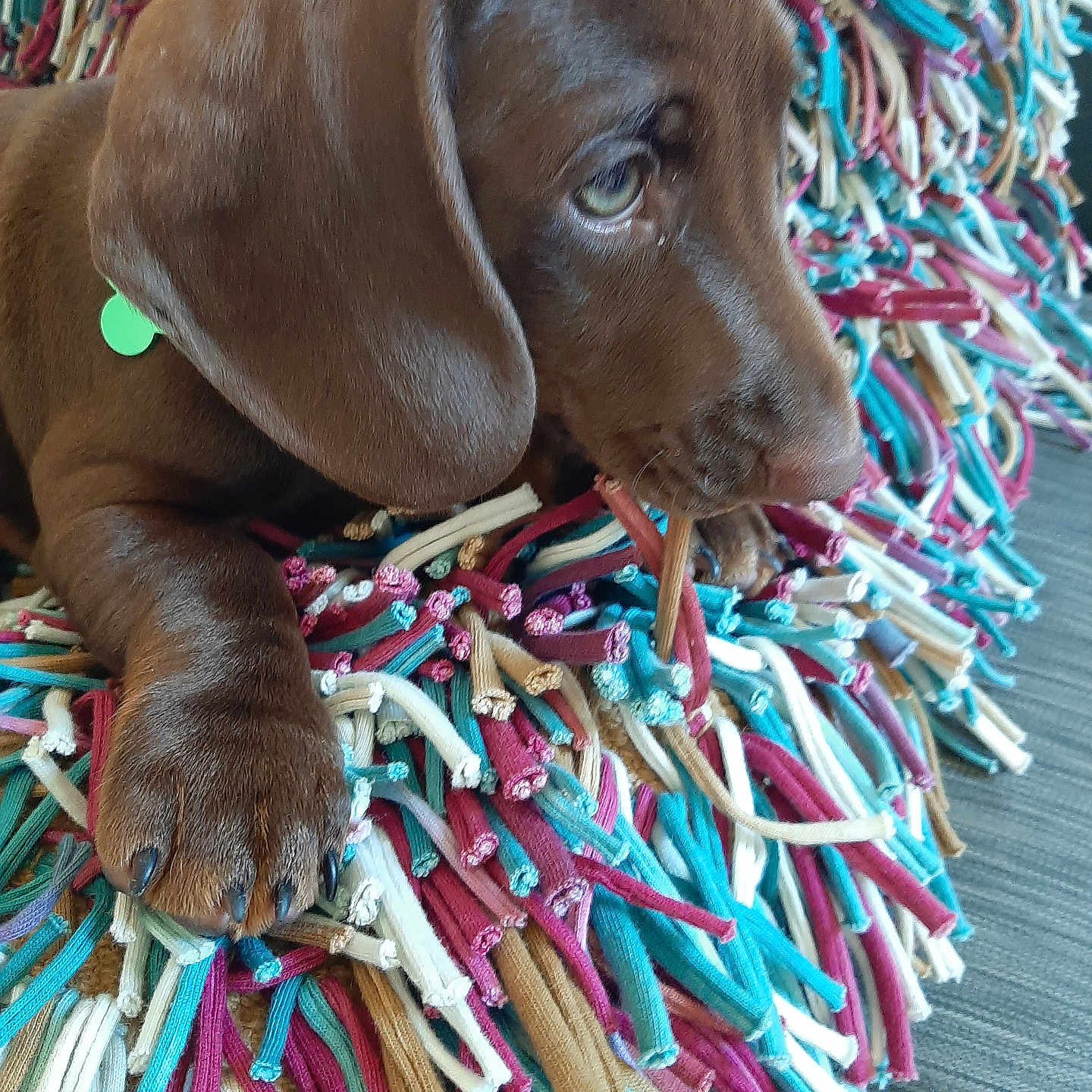 Scott participe au concours pour gagner de l'argent avec cette photo : animal, brown_dog, chewing, close_up, colorful_rug, curious, cute, dog, ears, floor, indoors, paw, pet, puppy, resting, snout, soft_fur, stick, textured_rug, young_dog
