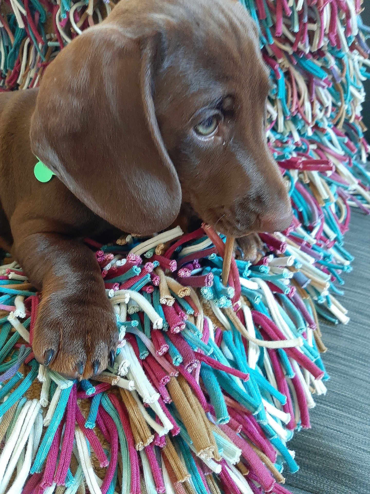 Scott participe au concours pour gagner de l'argent avec cette photo : puppy, dog, brown_dog, close_up, chewing, stick, colorful_rug, textured_rug, soft_fur, pet, animal, indoors, floor, curious, young_dog, paw, snout, ears, resting, cute