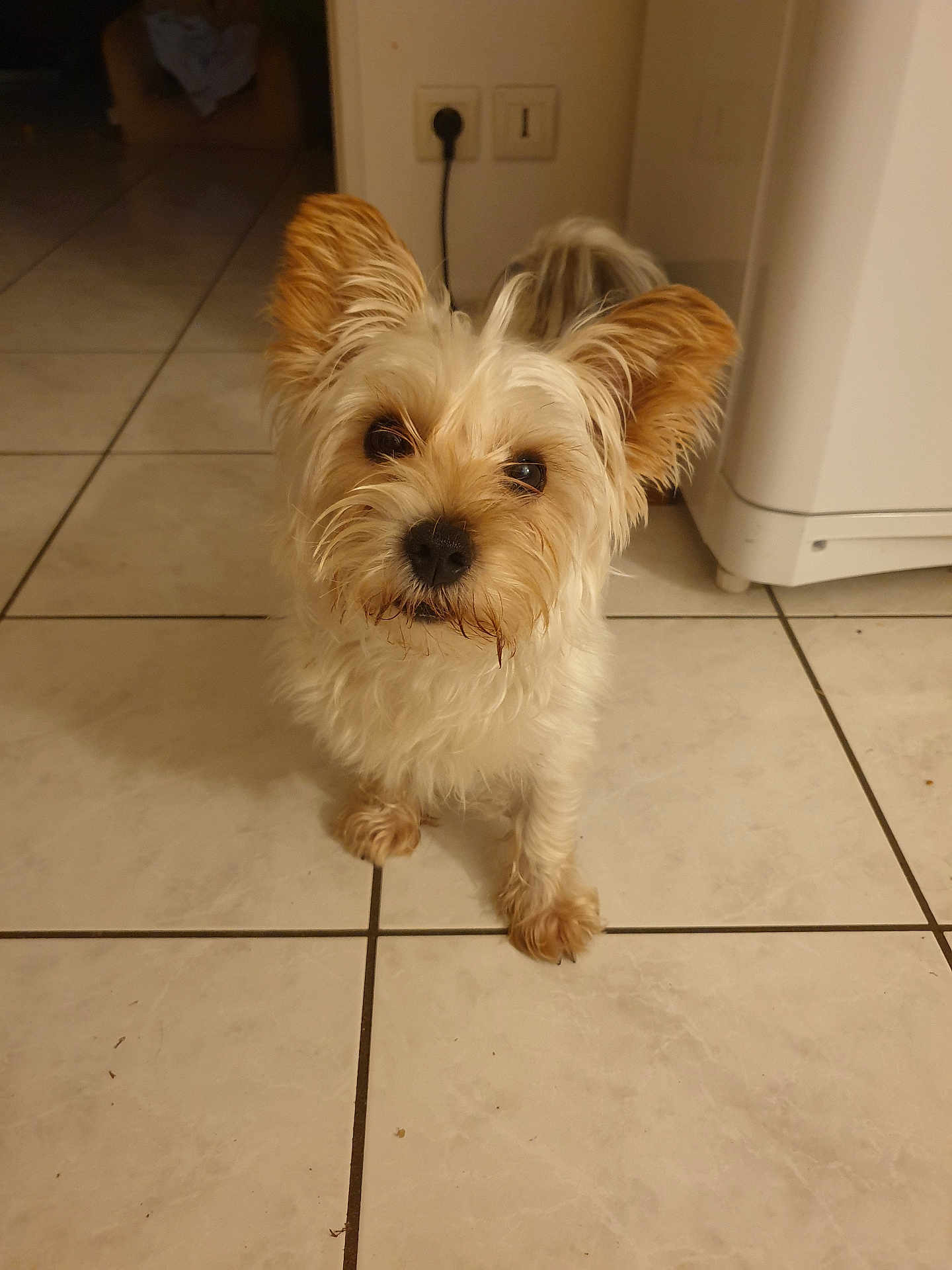 Max a rejoint le concours — aidez-le/la à gagner de superbes lots ! dog, small_dog, fluffy, ears, indoor, tile_floor, curious, pet, animal, fur, looking_up, floor, domestic, mammal, companion, cute, household, canine, standing, front_paws