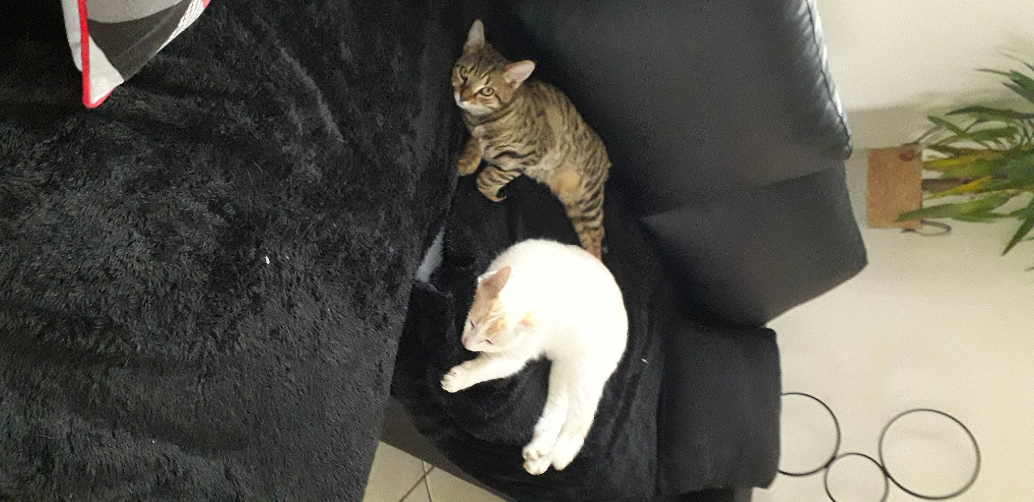 Rames participe au concours pour gagner de l'argent avec cette photo : carnivore, cat, cat_supply, claw, comfort, companion_dog, couch, domestic_short_haired_cat, fawn, felidae, fur, paw, pet_supply, small_to_medium_sized_cats, snout, tail, whiskers