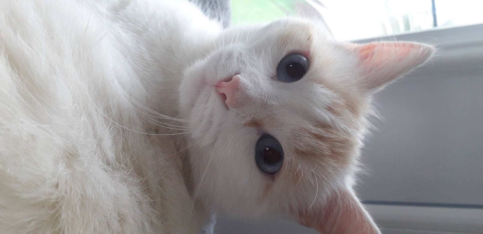 Rames a rejoint le concours — aidez-le/la à gagner de superbes lots ! carnivore, cat, close_up, domestic_short_haired_cat, eye, fawn, felidae, fur, head, small_to_medium_sized_cats, snout, tail, terrestrial_animal, whiskers