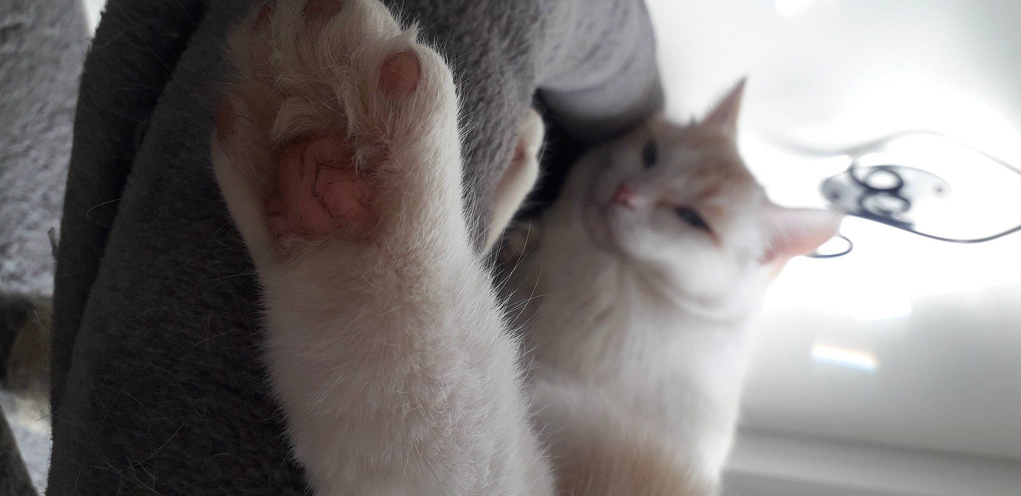 Rames a rejoint le concours — aidez-le/la à gagner de superbes lots ! carnivore, cat, domestic_short_haired_cat, ear, felidae, fur, paw, small_to_medium_sized_cats, tail, whiskers