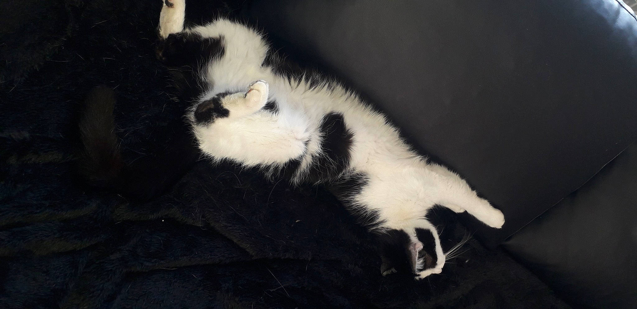 Rebelle participe au concours pour gagner de l'argent avec cette photo : canidae, carnivore, cat, claw, darkness, felidae, fur, monochrome, monochrome_photography, paw, shadow, small_to_medium_sized_cats, snout, tail, terrestrial_animal, whiskers, wildlife