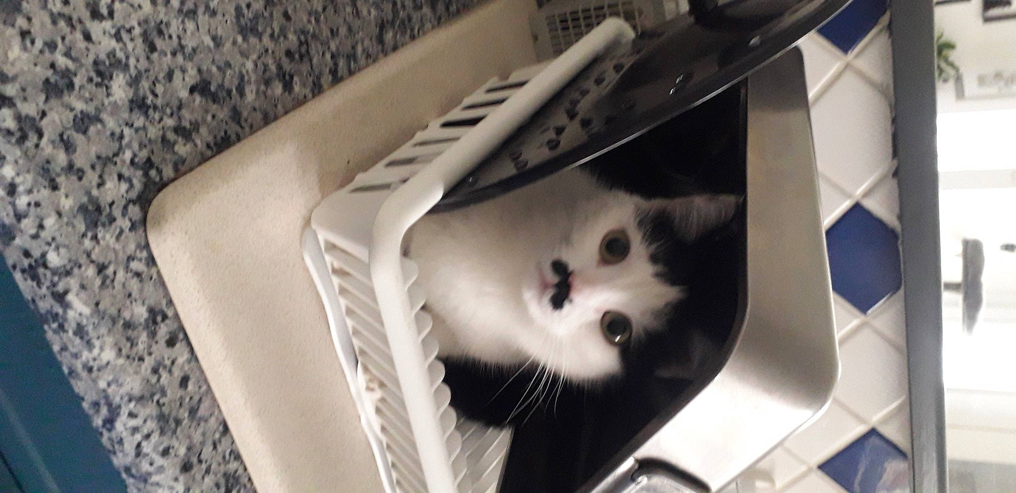 Rebelle participe au concours pour gagner de l'argent avec cette photo : box, cardboard, carnivore, carton, cat, domestic_short_haired_cat, felidae, fur, monochrome, monochrome_photography, packaging_and_labeling, rim, room, small_to_medium_sized_cats, snout, whiskers, wood