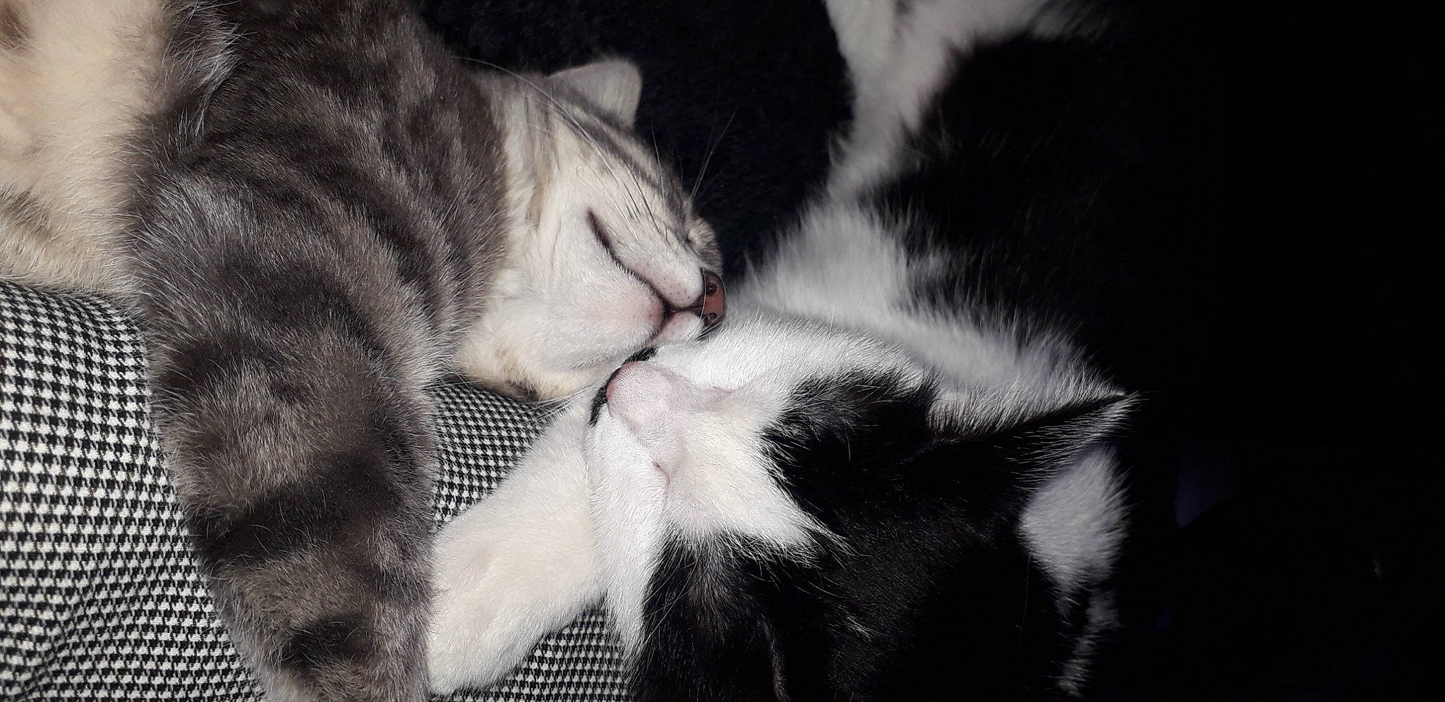 Rebelle a rejoint le concours — aidez-le/la à gagner de superbes lots ! carnivore, cat, claw, comfort, domestic_short_haired_cat, eye, felidae, fur, gesture, grey, love, monochrome, monochrome_photography, nap, paw, sleep, small_to_medium_sized_cats, snout, tail, whiskers