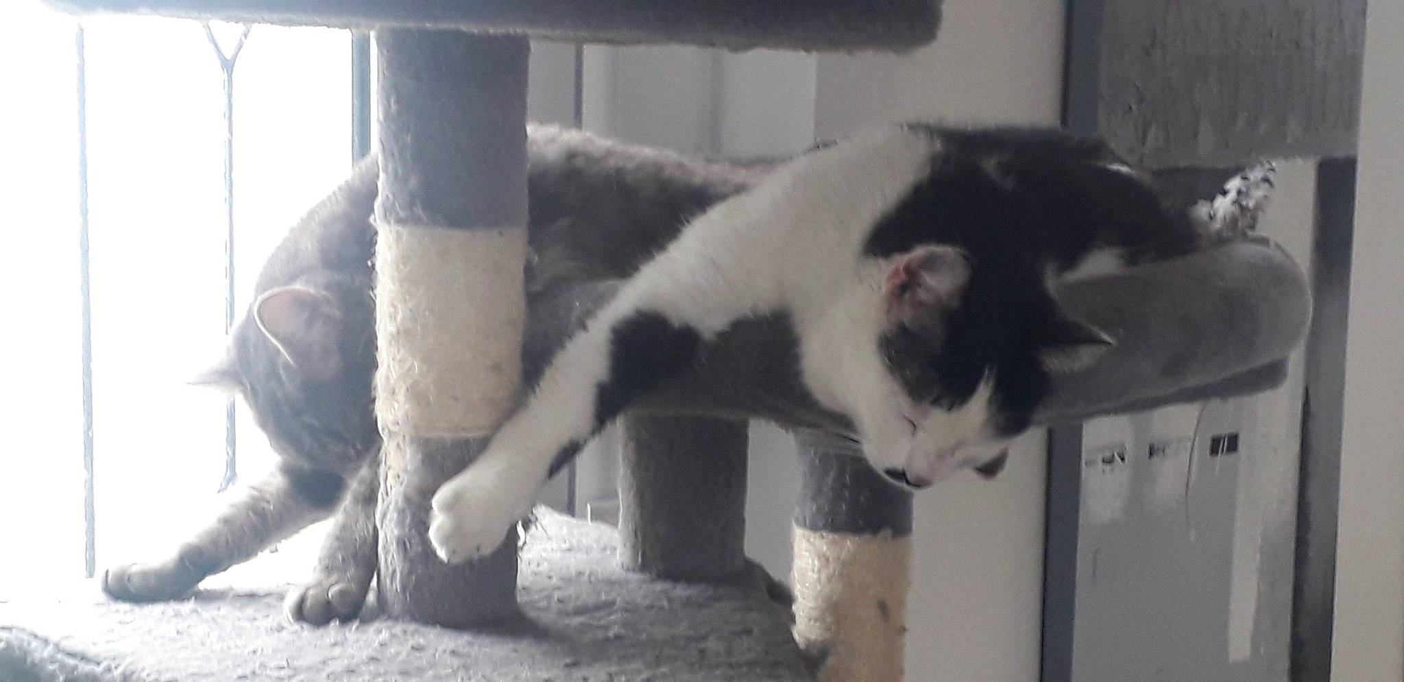 Rebelle participe au concours pour gagner de l'argent avec cette photo : canidae, carnivore, cat, dog_breed, domestic_short_haired_cat, felidae, fur, monochrome, monochrome_photography, paw, small_to_medium_sized_cats, snout, tail, terrestrial_animal, whiskers