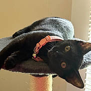Jaxx Marie is registered to the contest to win money with this photo: black_cat, cat, pet, indoor, cat_tree, collar, pink_collar, feline, animal, resting, curious, eyes, whiskers, ears, fur, perch, window_blinds, natural_light, soft_light, closeup