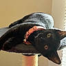 animal, black_cat, cat, cat_tree, closeup, collar, curious, ears, eyes, feline, fur, indoor, natural_light, perch, pet, pink_collar, resting, soft_light, whiskers, window_blinds