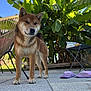 dog, shiba_inu, outdoor, patio, banana_plant, greenery, sunlight, sandals, chair, table, concrete_floor, pet, animal, fur, ears, tail, daylight, nature, relaxation, summer