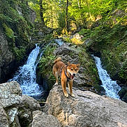 Ryo a rejoint le concours — aidez-le/la à gagner de superbes lots ! dog, waterfall, rock, forest, nature, outdoor, greenery, animal, canine, scenic, adventure, moss, sunlight, hiking, wildlife, landscape, tree, stream, falling_water, daylight