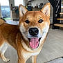 dog, shiba_inu, indoor, smiling, tongue_out, pet, canine, happy, floor, tile, stairs, kitchen, modern, fur, animal, domestic, closeup, face, ears, tail