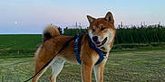 Ryo participe au concours pour gagner de l'argent avec cette photo : dog, shiba_inu, harness, leash, field, grass, bale, wrapped_bale, rural, outdoor, sky, moon, sunset, happy, pet, canine, standing, nature, animal, farm
