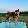 dog, shiba_inu, harness, leash, field, grass, bale, wrapped_bale, rural, outdoor, sky, moon, sunset, happy, pet, canine, standing, nature, animal, farm