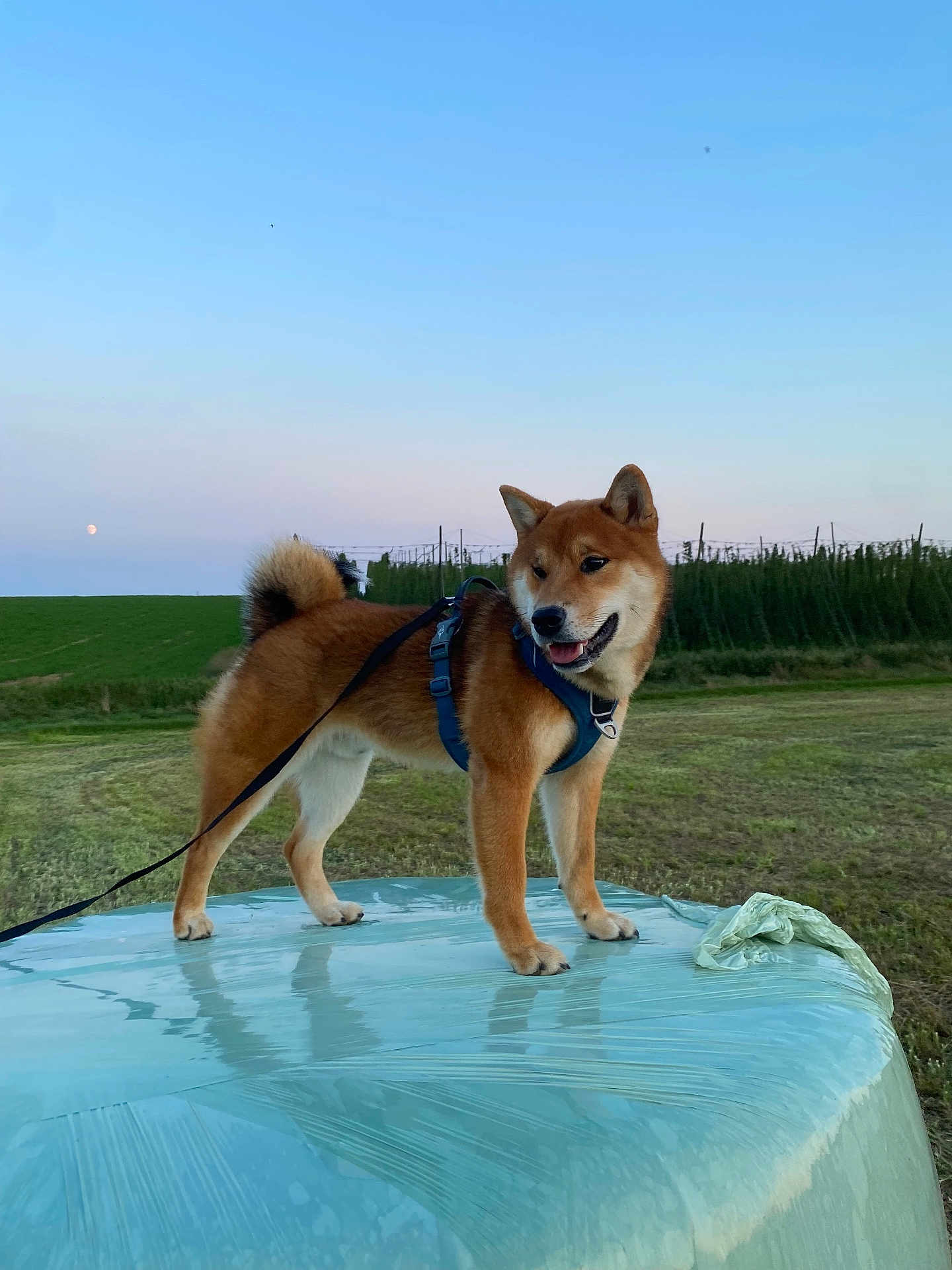 Ryo