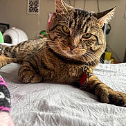 Toby is registered to the contest to win money with this photo: cat, tabby, pet, indoor, bed, collar, tag, bell, fur, whiskers, relaxed, animal, mammal, feline, closeup, eyes, paw, resting, domestic, cute