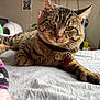 cat, tabby, pet, indoor, bed, collar, tag, bell, fur, whiskers, relaxed, animal, mammal, feline, closeup, eyes, paw, resting, domestic, cute