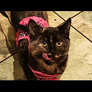 Daisy is registered to the contest to win money with this photo: cat, tortoiseshell, pet, animal, pink_harness, leopard_print, floor, tile_floor, indoor, licking_nose, curious, fur, whiskers, ears, eyes, cute, domestic_cat, mammal, standing, looking_up