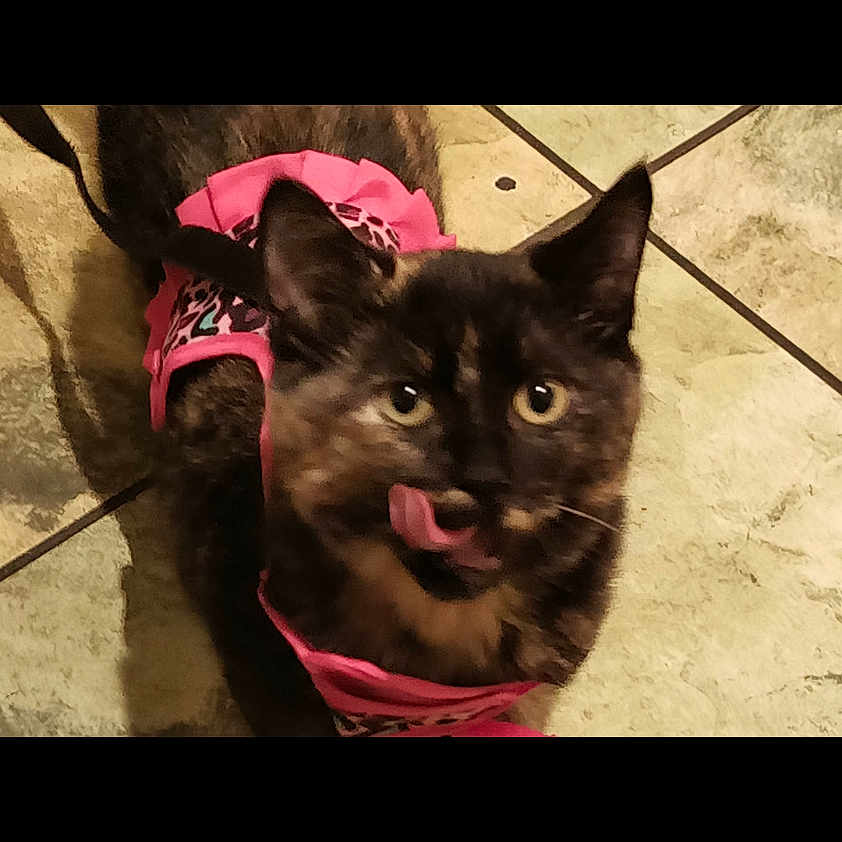 Daisy is registered to the contest to win money with this photo: animal, cat, curious, cute, domestic_cat, ears, eyes, floor, fur, indoor, leopard_print, licking_nose, looking_up, mammal, pet, pink_harness, standing, tile_floor, tortoiseshell, whiskers