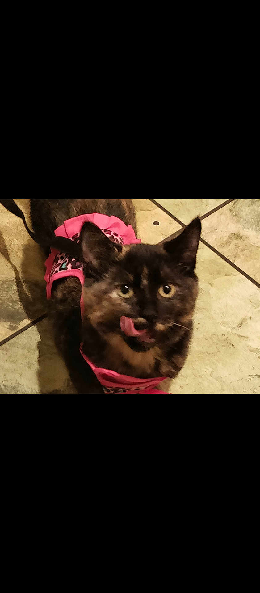Daisy is registered to the contest to win money with this photo: cat, tortoiseshell, pet, animal, pink_harness, leopard_print, floor, tile_floor, indoor, licking_nose, curious, fur, whiskers, ears, eyes, cute, domestic_cat, mammal, standing, looking_up