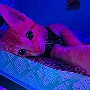 Garfield is registered to the contest to win money with this photo: cat, pet, indoor, neon_lighting, purple, blue, close_up, feline, whiskers, wide_eyes, patterned_surface, relaxed, animal, cute, portrait, domestic_cat, colorful_lighting, soft_fur, night, cozy