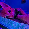 cat, pet, indoor, neon_lighting, purple, blue, close_up, feline, whiskers, wide_eyes, patterned_surface, relaxed, animal, cute, portrait, domestic_cat, colorful_lighting, soft_fur, night, cozy